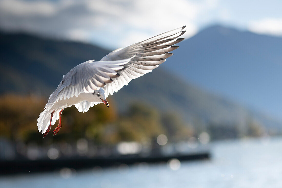  Seagull approaching, Zug, Switzerland 