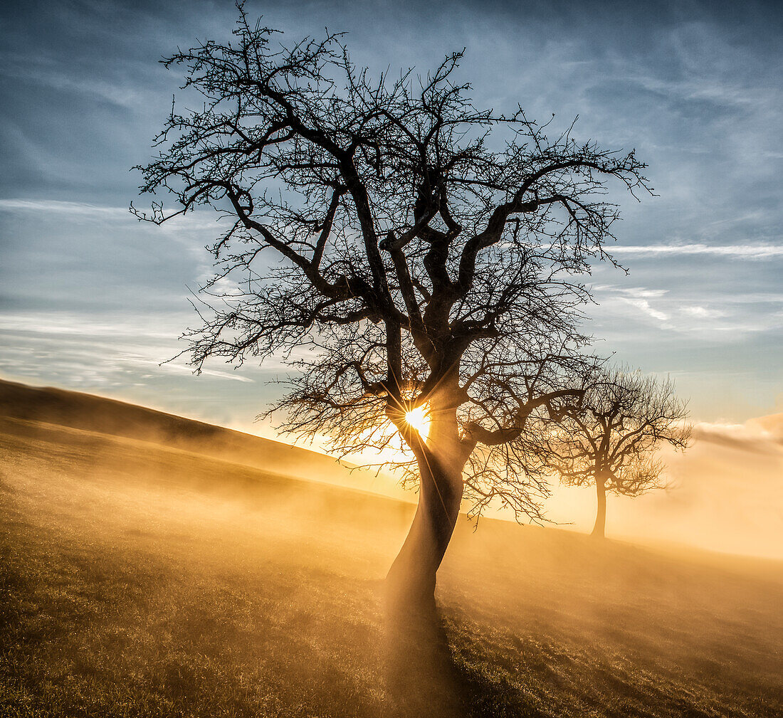  Tree at the fog line, sunset, Zug, Switzerland 