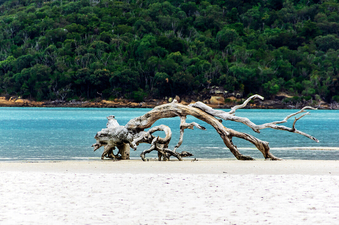 Totholz am Strand, Whitsunday Islands, Nähe Great Barrier Reef, Ostküste, Queensland, Australien