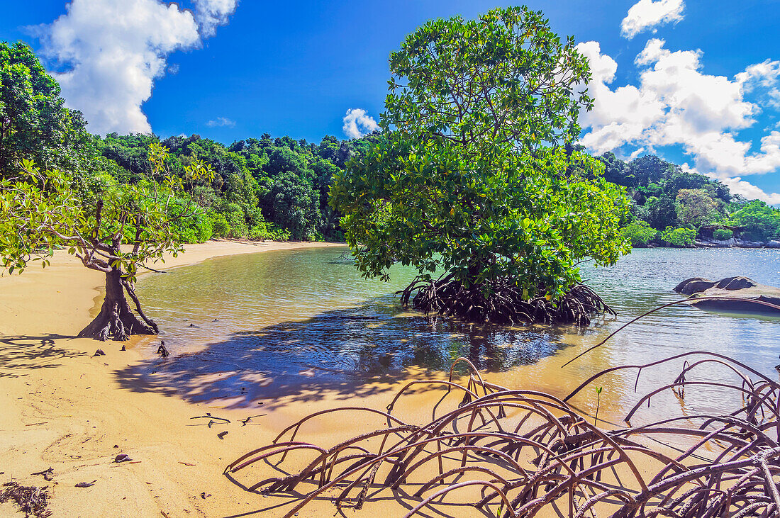 Bäume im Wasser, ursprünglicher Strand auf einer Insel in der Nähe von Bintan, Riau-Archipel, Indonesien, Südostasien