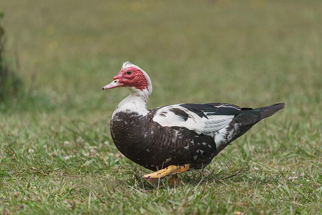  A silent duck in the Azores island of Sao Miguel. 