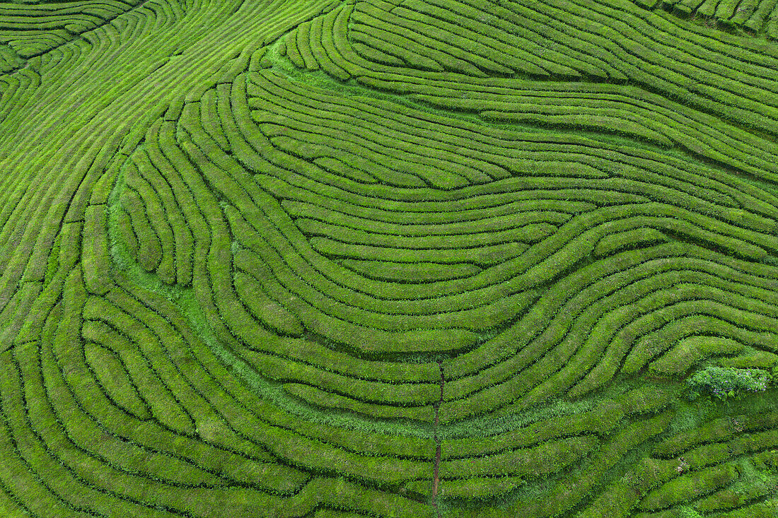 Luftaufnahme von Europas einziger Teeplantage in Gorreana auf der Azoreninsel Sao Miguel