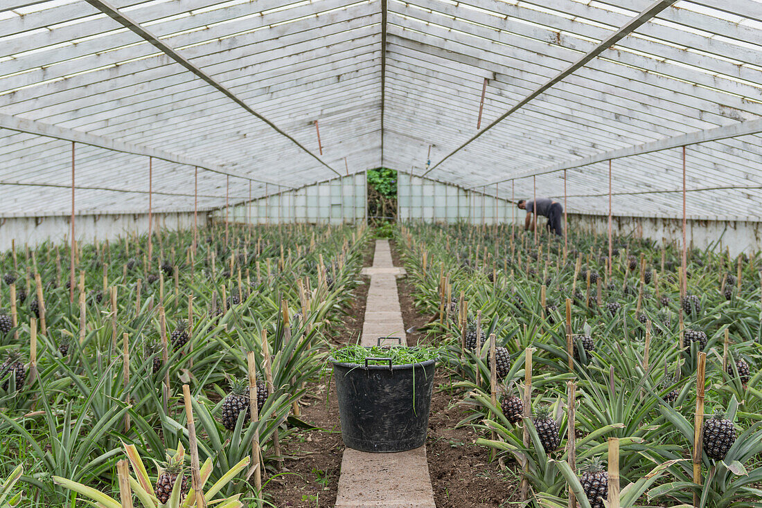 Ananaspflanzen in einem Gewächshaus, Sao Miguel, Azoren