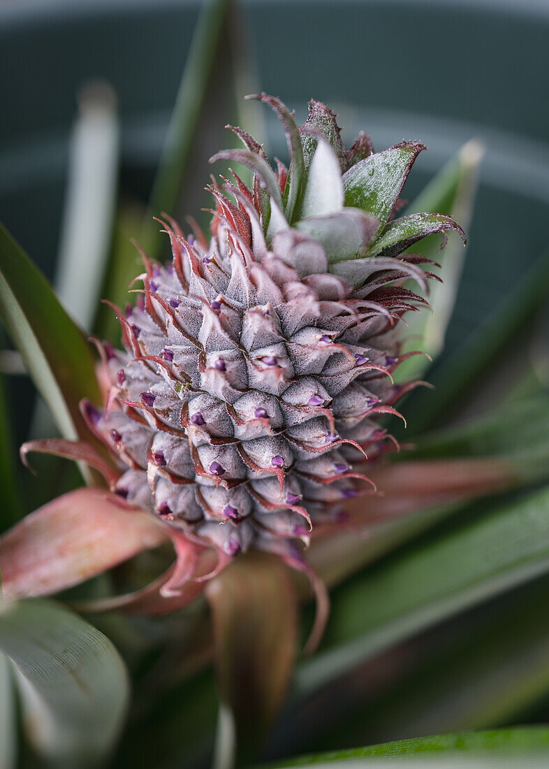 Ananas aus der Ananasplantage in Ponta Delgada, Sao Miguel, Azoren