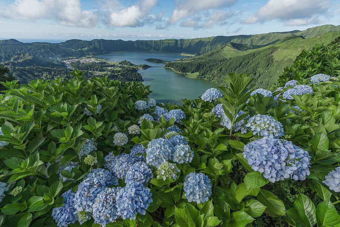  View from the Miradouro da Vista do Rei of the crater lakes Lagoa Azul and Lagoa Verde with hydrangeas in the foreground on the Azores island of Sao Miguel. 