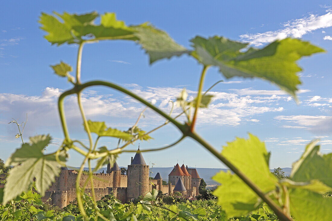 Blick über Weinberg zur Burgmauer und Festung Cité de Carcassonne, Departement Aude, Okzitanien, Frankreich