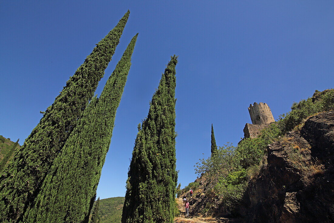 Blick zum Turm Tour Regine, Burg Chateau de Cabaret, Lastours, Montagne Noire, Nähe Carcassonne, Département Aude, Okzitanien, Frankreich