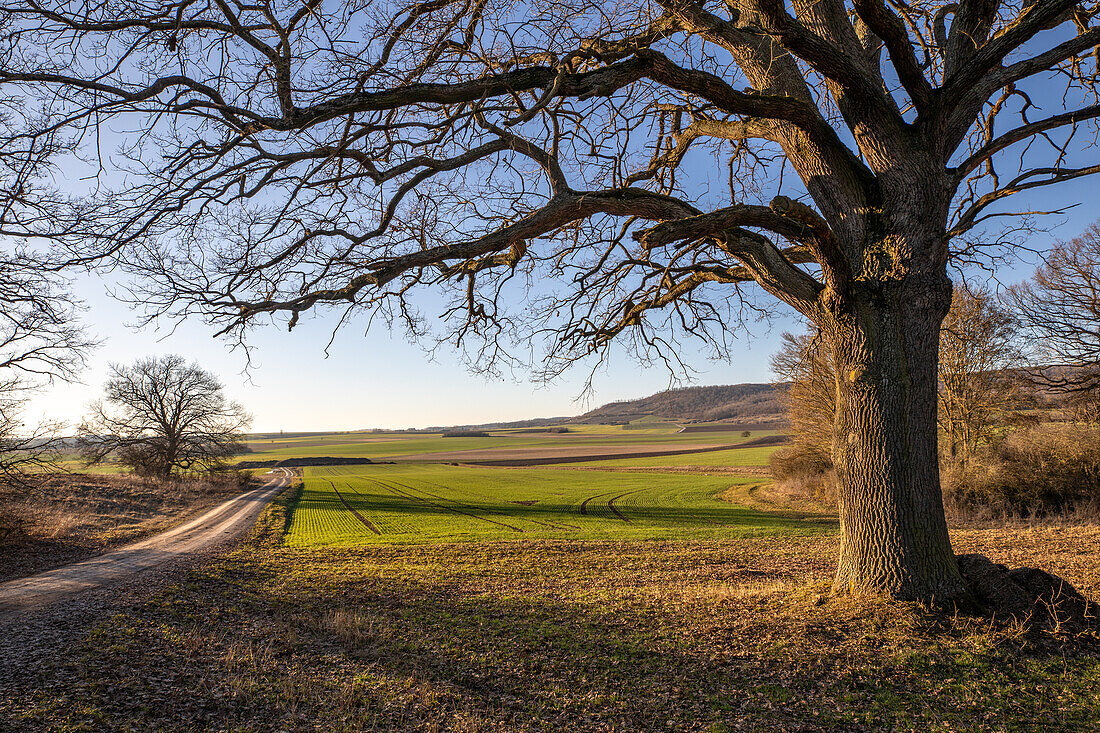  Spring in the Hutewald, Ergersheim, Neustadt an der Aisch, Lower Franconia, Franconia, Bavaria, Germany, Europe 