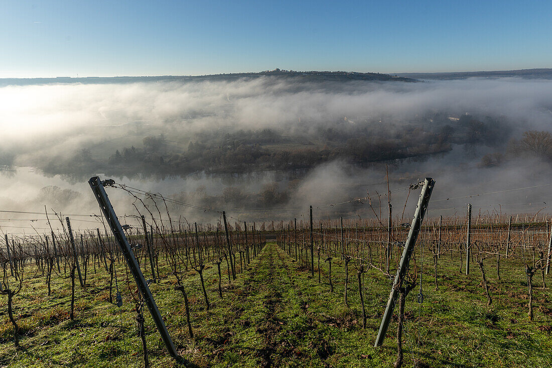  Morning in the vineyards, Randersacker, Würzburg, Lower Franconia, Franconia, Bavaria, Germany, Europe 