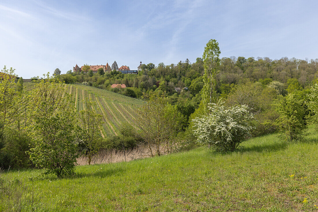 Frühling rund um Schloss Frankenberg, Weigenheim, Neustadt an der Aisch, Unterfranken, Franken, Bayern, Deutschland, Europa