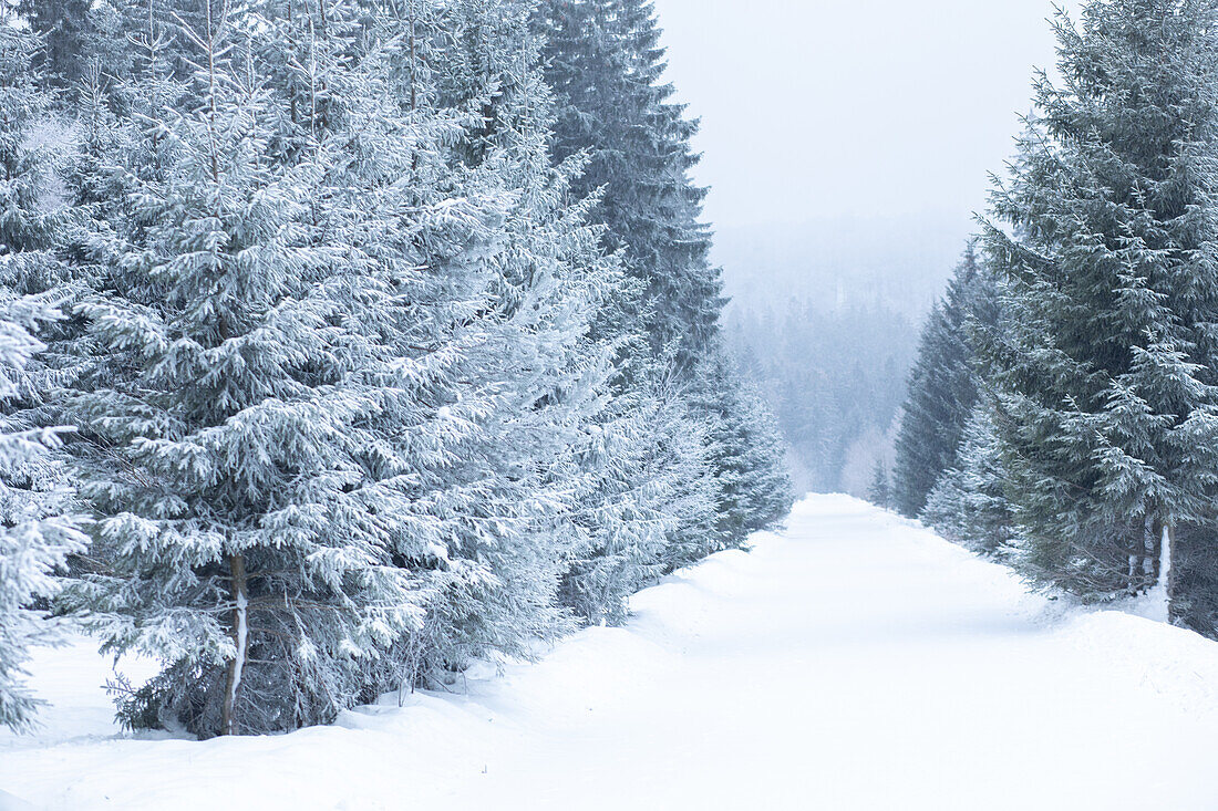 Winter am Schneeberg, Bischofsgrün, Fichtelgebirge, Oberfranken, Franken, Bayern, Deutschland, Europa