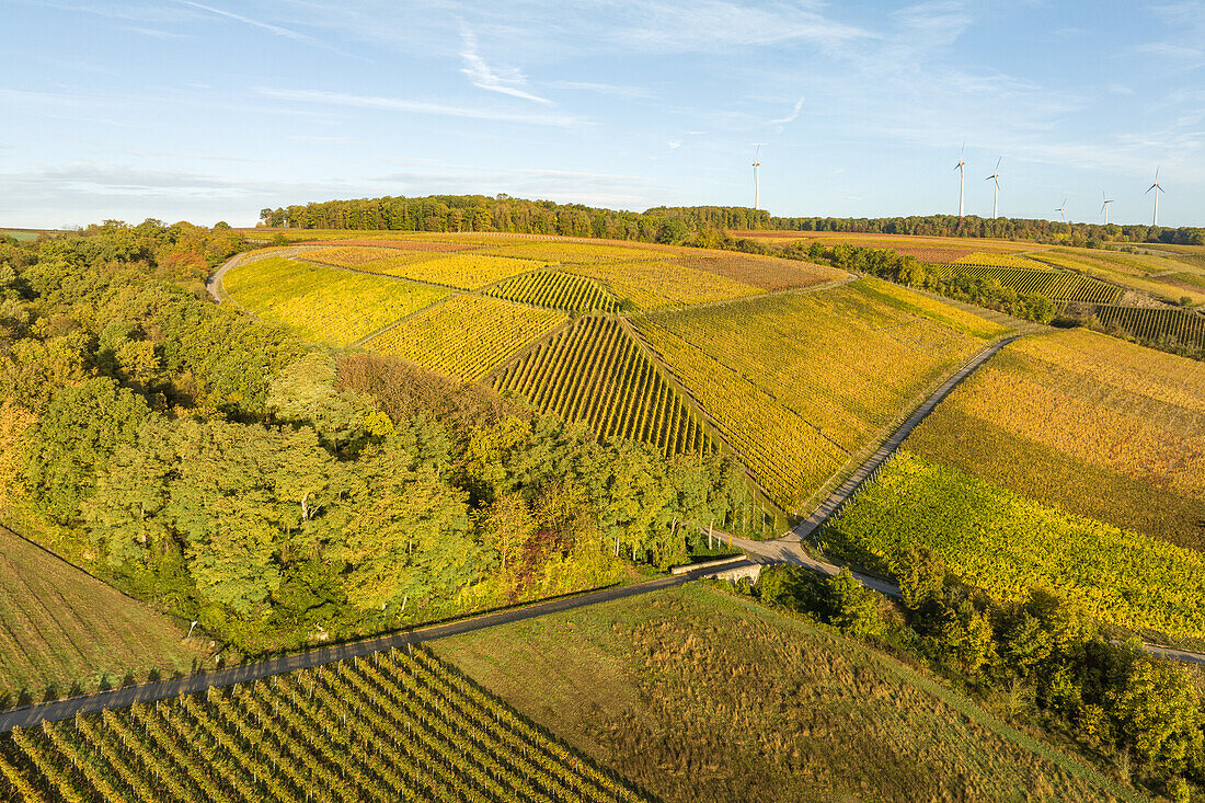  Autumn in the vineyards, Obereisenheim, Eisenheim, Würzburg, Lower Franconia, Franconia, Bavaria, Germany, Europe 