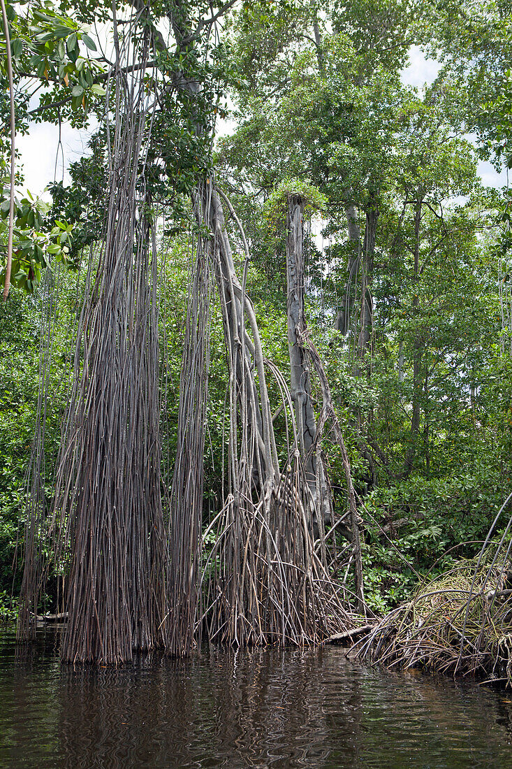  Ludtroots on the Black River, Jamaica 