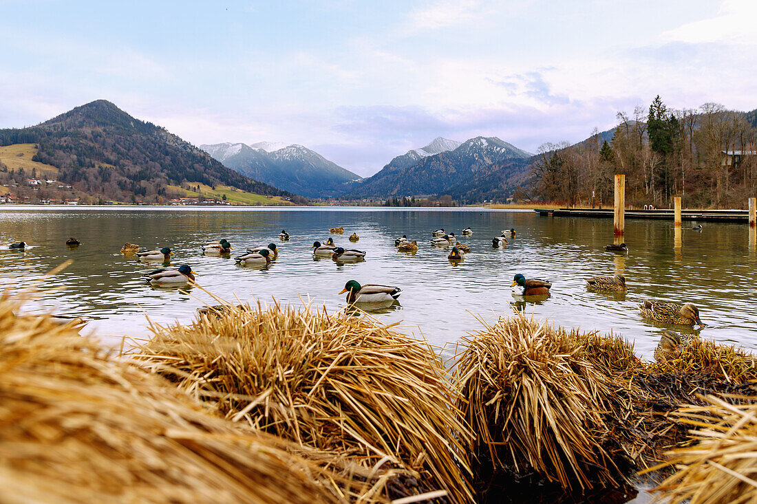 Lake view with mallards at Schliersee in Upper Bavaria, Germany 