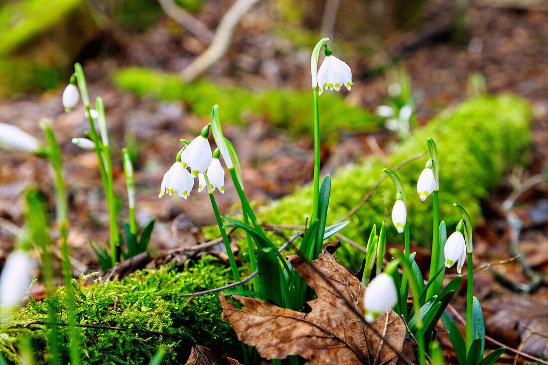  March cup (Leucojum vernum) in the forest near Fischbachau in Upper Bavaria in Germany 