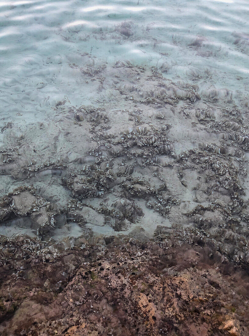 Detail of a coastline with a view of sea creatures on the shore