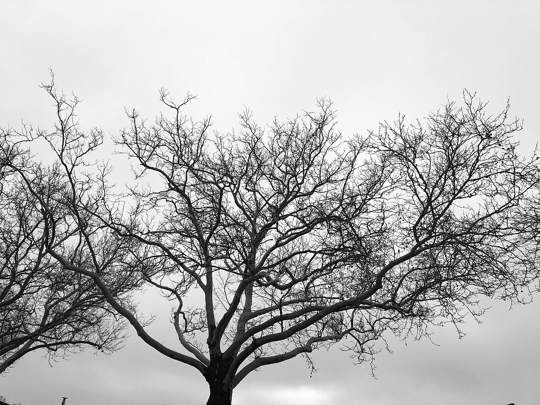 Baumkrone im Winter, kahler Baum und trüber Himmel