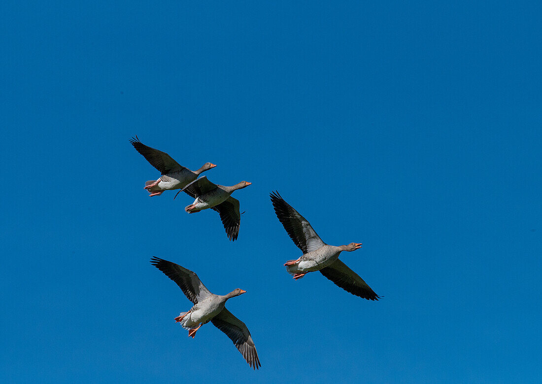  Greylag geese (Anser anser) in flight, Natura 2000 area Salzachauer, Salzburg, Austria 