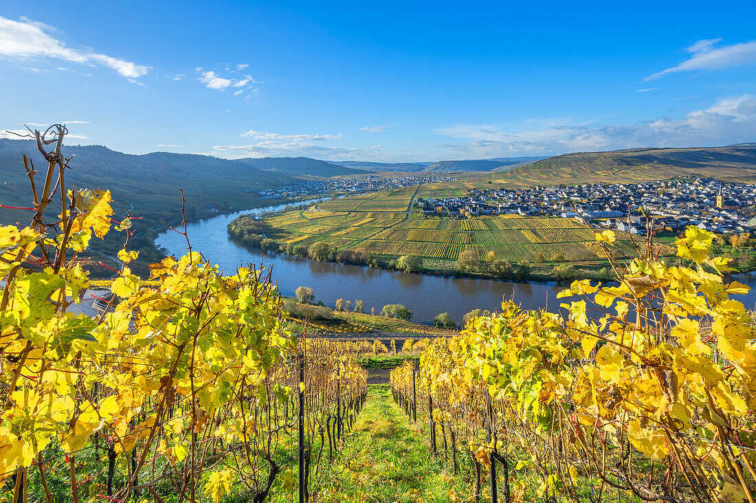  View of Trittenheim, Moselle, Mosltal, Hunsrück, Eifel, Rhineland-Palatinate, Germany 