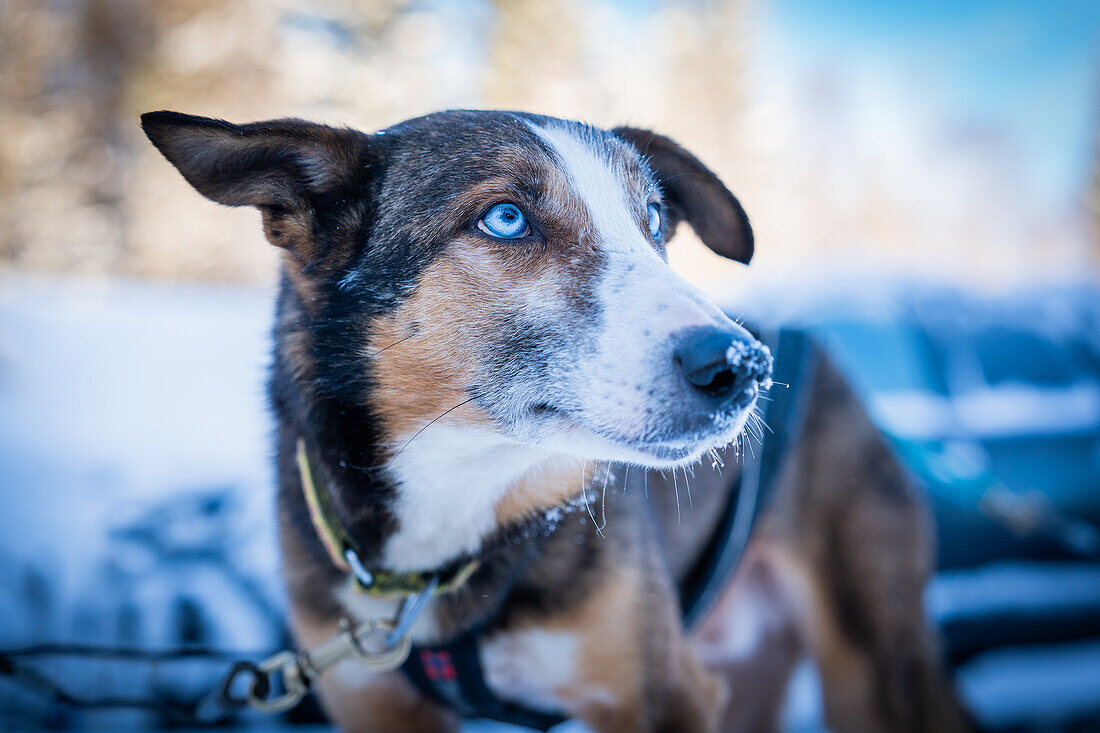  Portrait of a sled dog; Lulea, Norrbotten, Sweden 