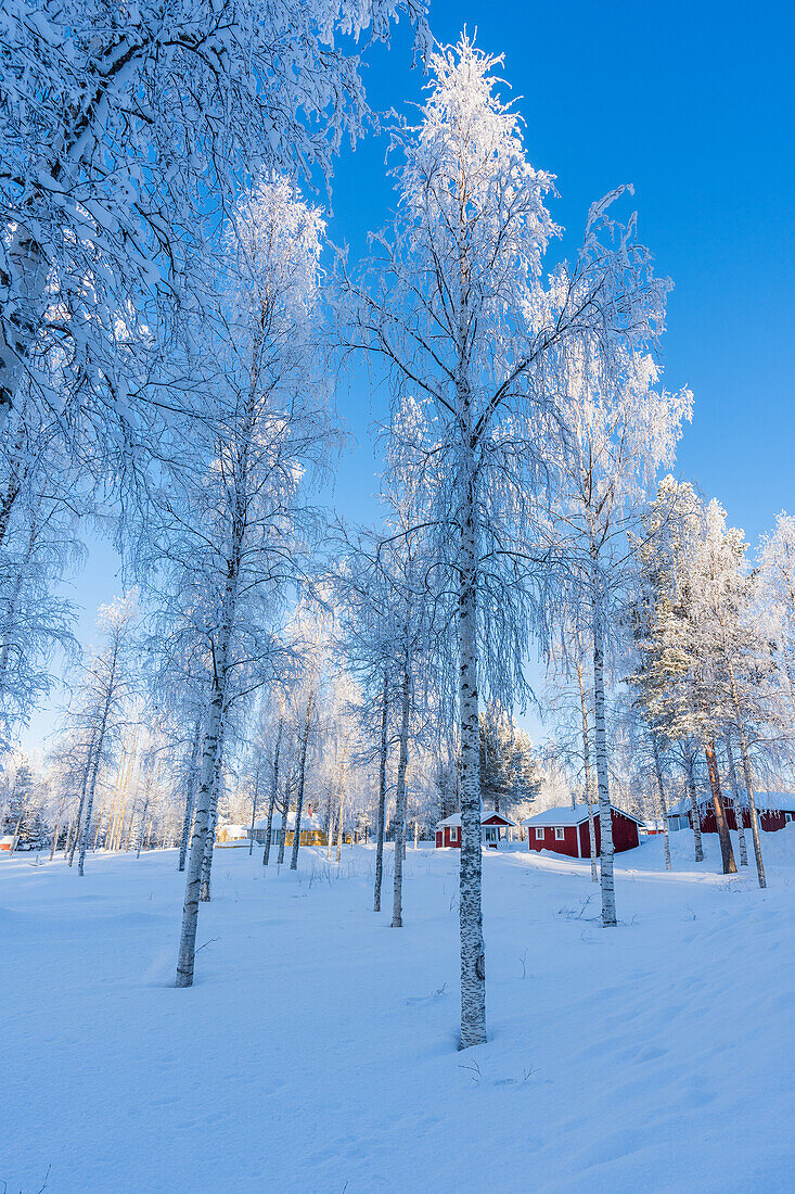 Schwedenhaus und Bäume im Winter; Råneå, Norrbotten, Schweden