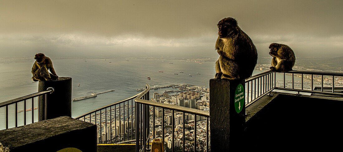 Berberaffen auf dem Geländer vom Aussichtspunkt am Upper Rock mit Blick auf den Hafen von Gibraltar, Britische Kronkolonie, Straße von Gibraltar