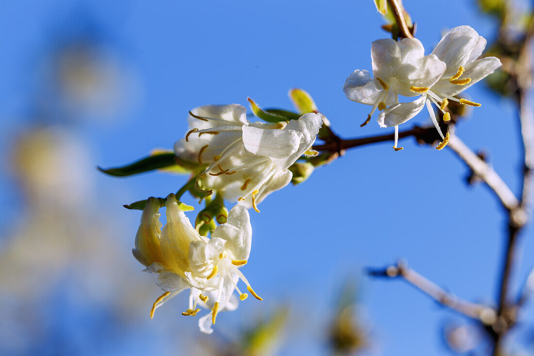 Blüten der Winter-Heckenkirsche (Lonicera purpusii)
