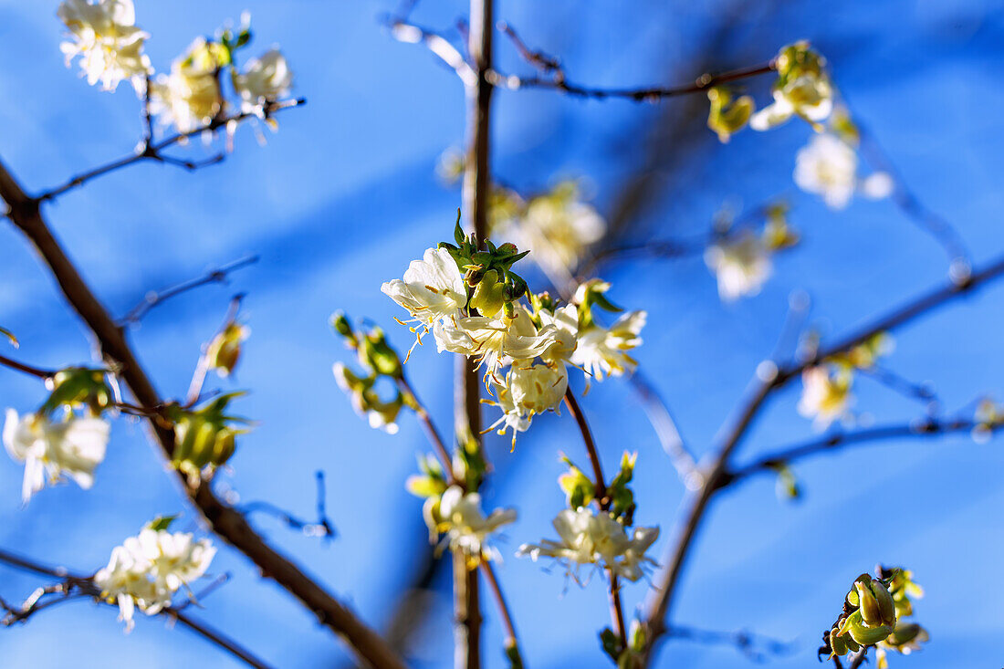  Flowers of the winter honeysuckle (Lonicera purpusii) 