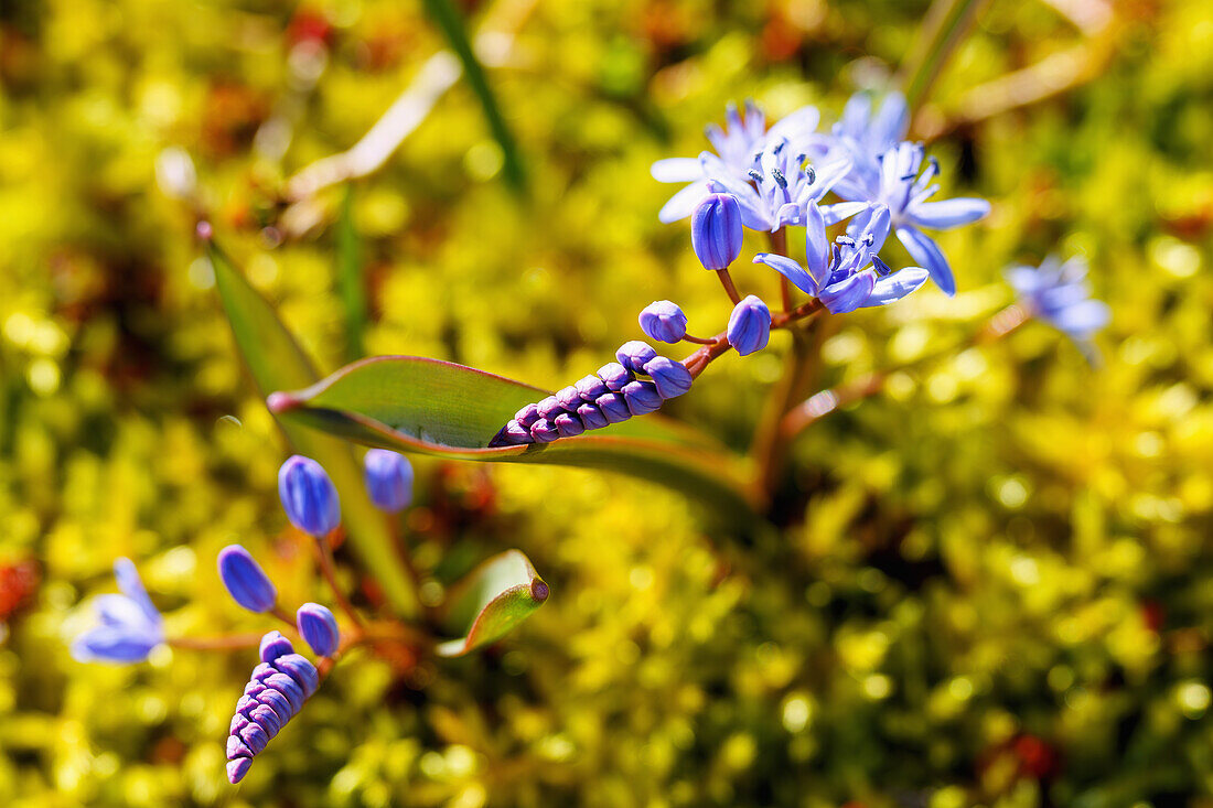  Two-leaved squill (Scilla bifolia, star hyacinth, two-leaved squill) in the moss 