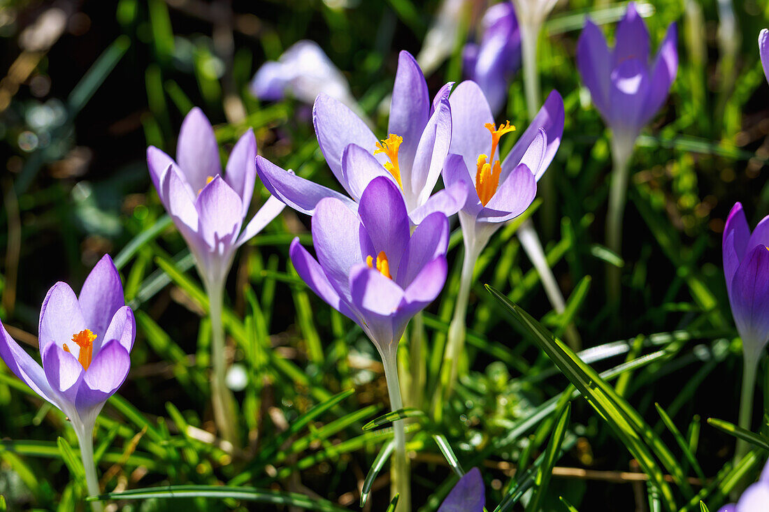  blooming Crocus tommasinianus (fairy crocus, Dalmatian crocus, Tommasini&#39;s crocus) in the grass 