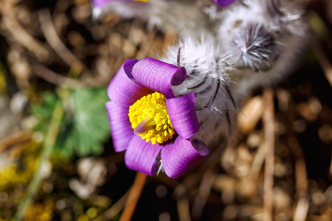 blühende Küchenschelle (Pulsatilla Vulgaris, Große Kuhschellen)