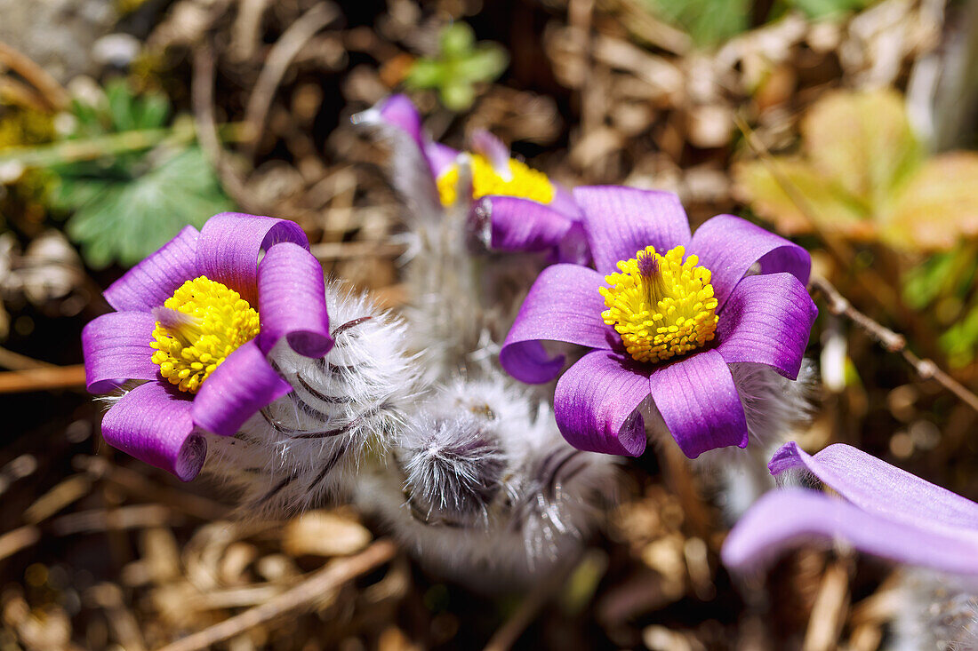 blühende Küchenschellen (Pulsatilla Vulgaris, Große Kuhschellen)