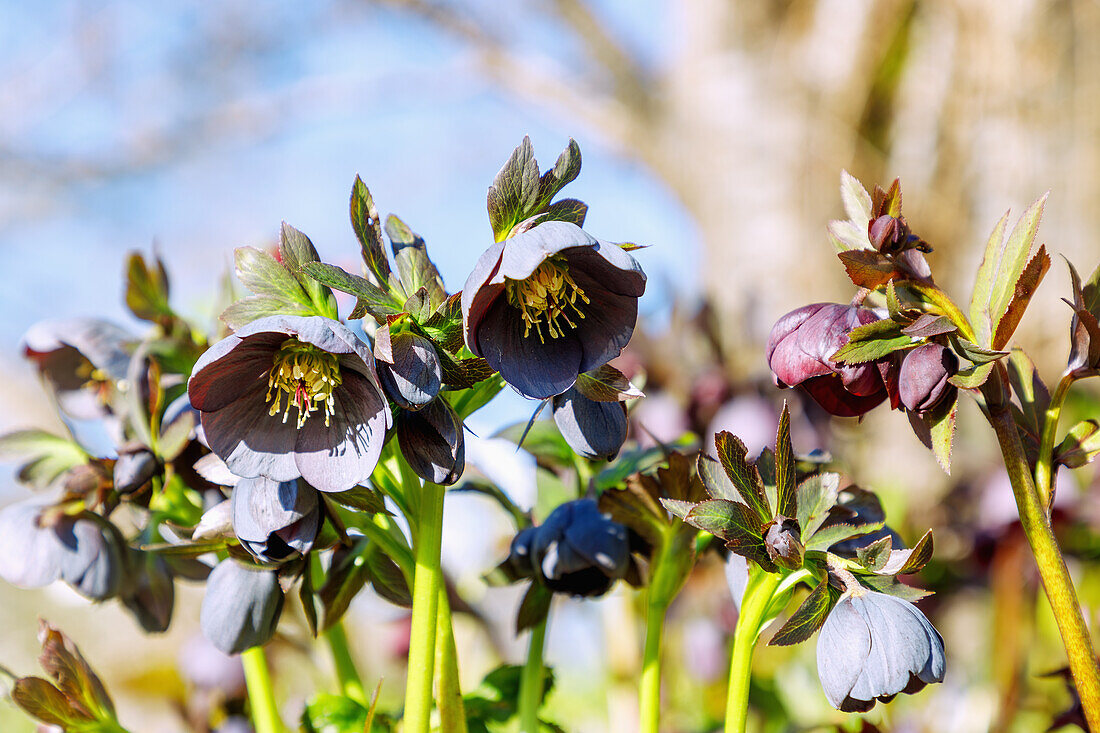  Oriental Christmas roses Blue Metallic Lady (Oriental Hellebore, Blue Lentenrose, Helleborus orientalis) 