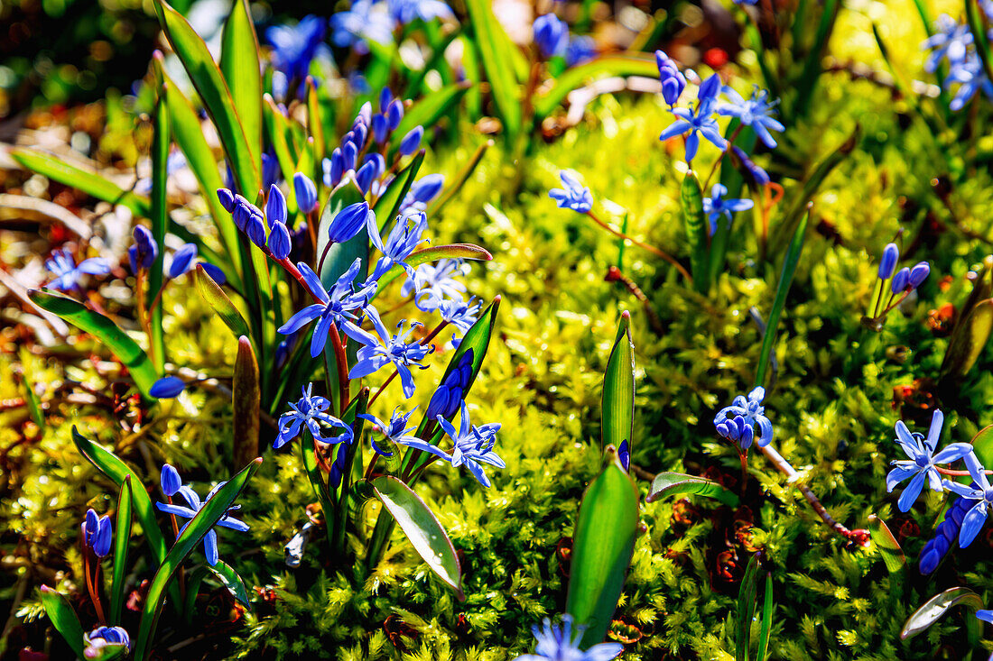 Zweiblättrige Blausterne (Scilla bifolia, Sternhyazinthe, Zweiblättrige Meerzwiebel) im Moos