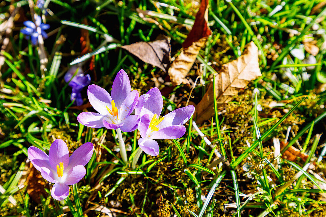 blühende Crocus tommasinianus (Elfen-Krokus, Dalmatiner Krokus, Tommasinis Krokus) zwischen Moos und Herbstlaub