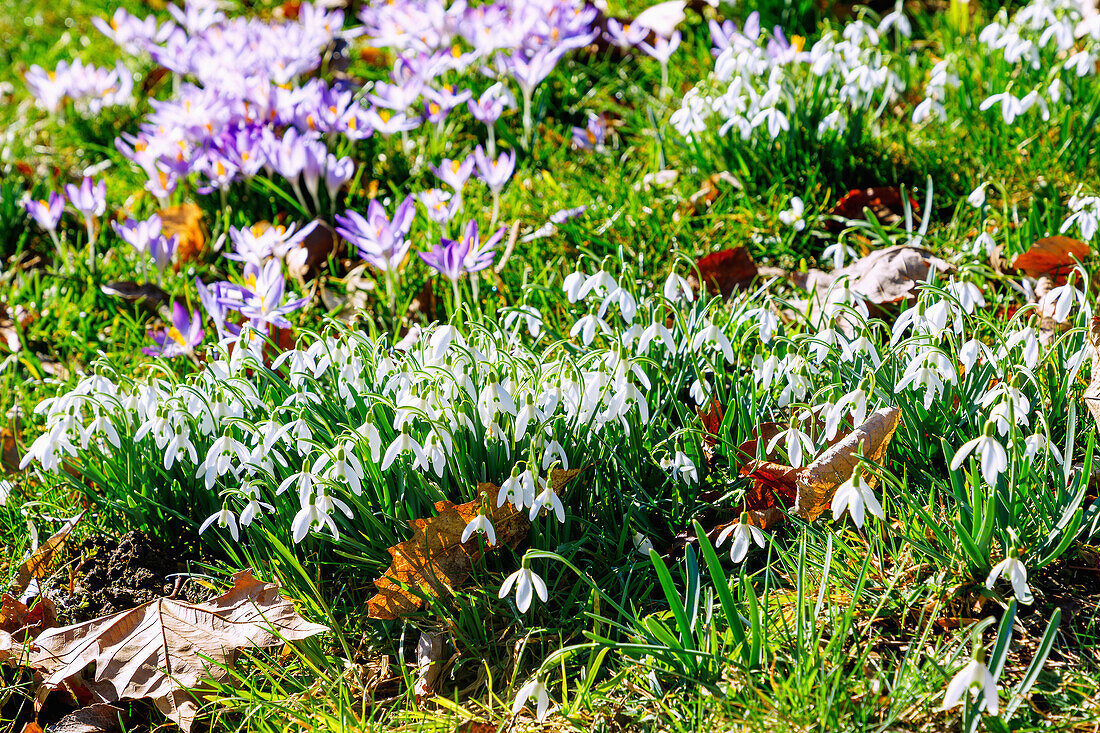  Snowdrops (Galanthus) and elf crocuses (Crocus tommasinianus) in the grass between autumn leaves 