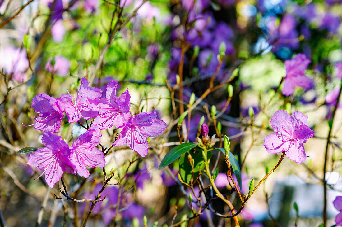  blooming Sikote-Alin rhododendron (Rhododendron Sichotense Pojark) 