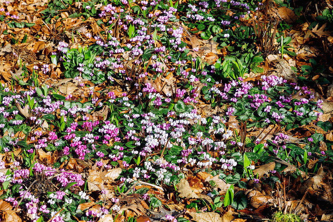 blühende Kos-Alpenveilchen (Cyclamen coum) im Herbstlaub