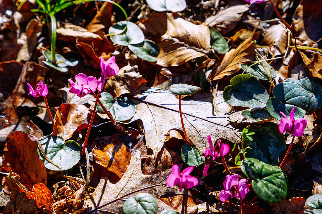  blooming Kos cyclamen (Cyclamen coum) in autumn leaves 