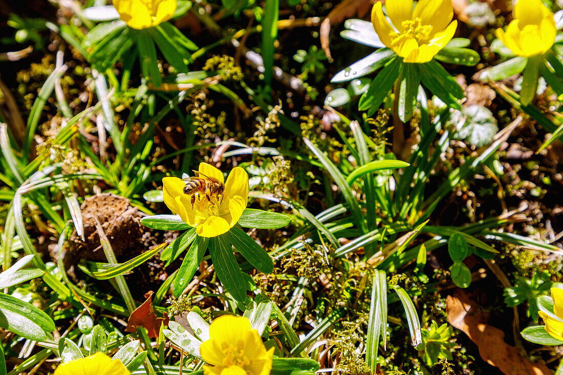 blühende Winterlinge (Eranthis hyemalis) im Moos mit Herbstlaub und Biene im Blütenkelch