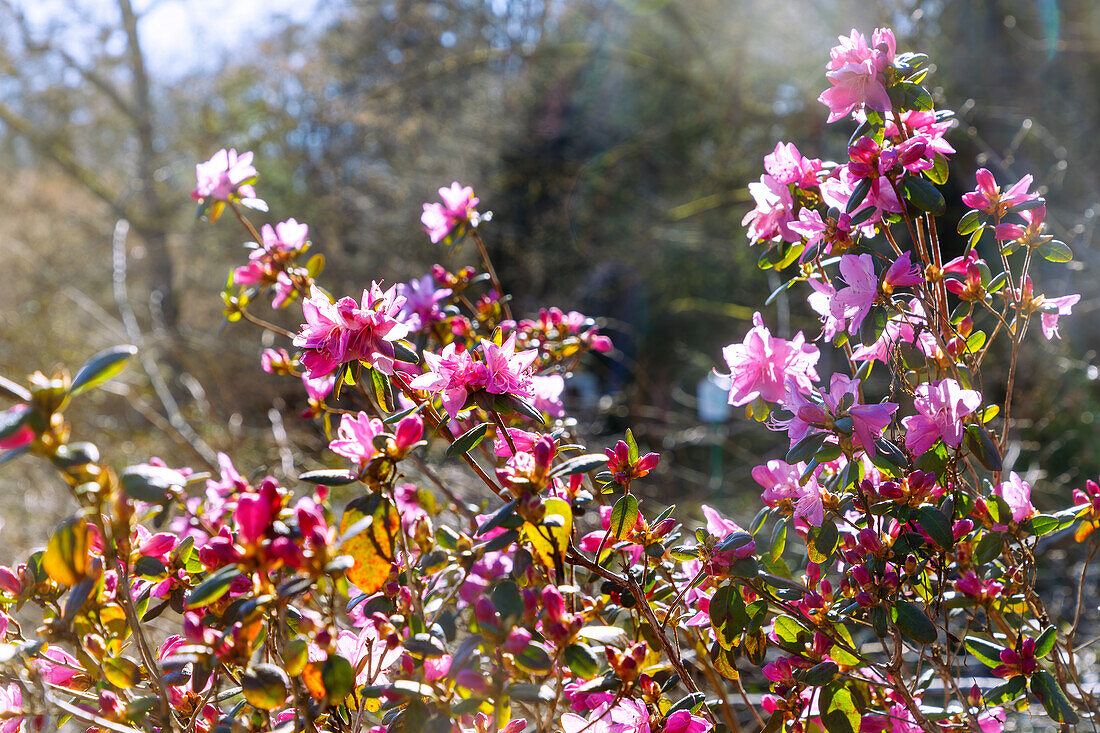 Blühender Rhododendron dauricum (immergrüne, Dahurische Alpenrose, Dahurische Azalee)