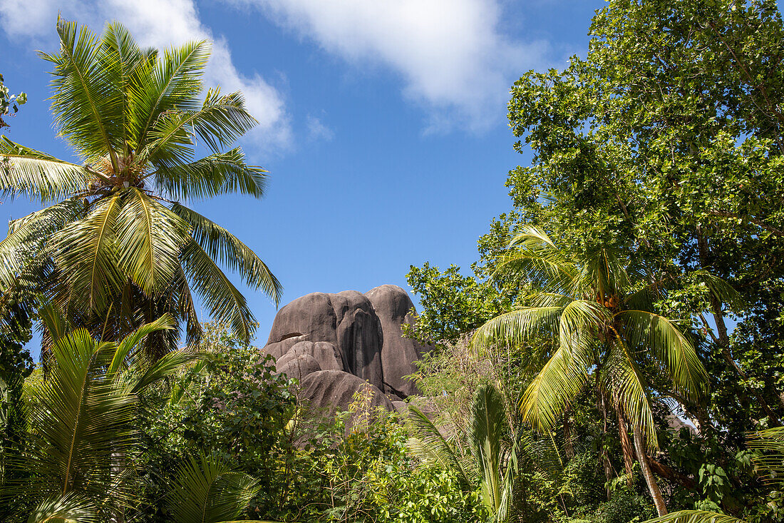  Palm trees in front of the Giant Union Rock on La Digue, L&#39;Union Estate Farm, La Digue, Seychelles, Africa 