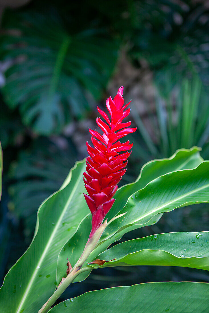  Ginger Blossom, Caribbean, Ocho Rios, Saint Ann Parish, Middlesex County, Jamaica, Jamaica 
