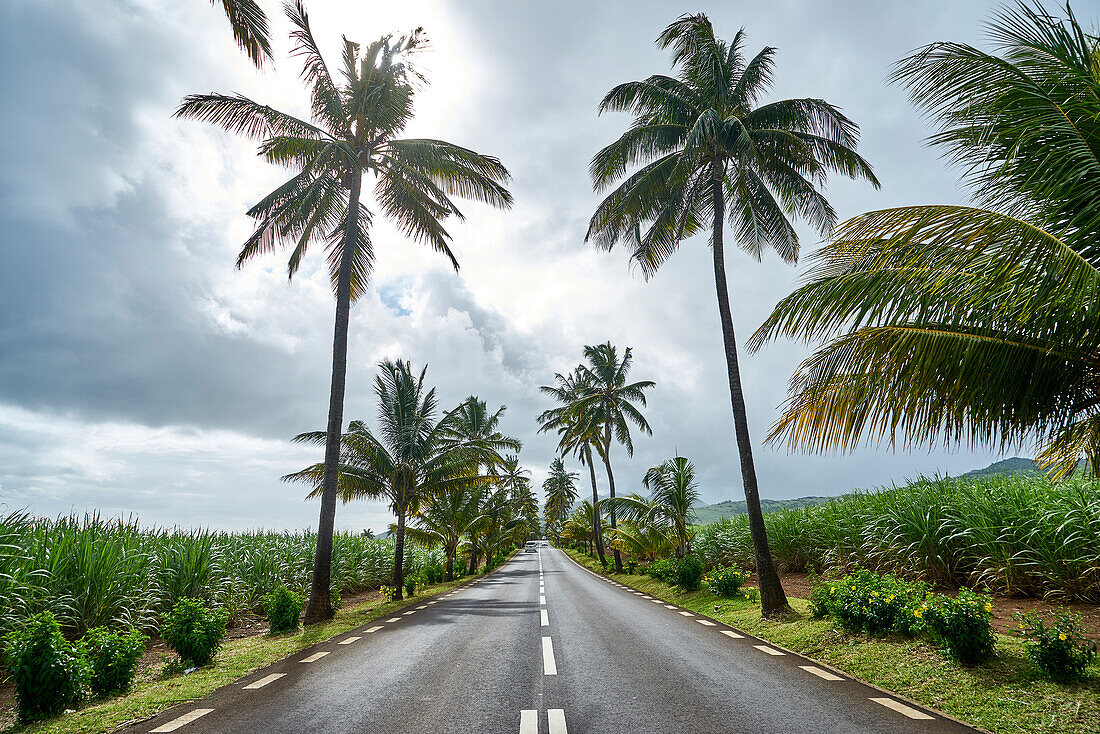 Allee mit Palmen, Straße auf Mauritius, Afrika
