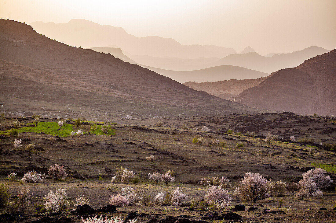  Morocco, flowering trees in mountainous landscape 