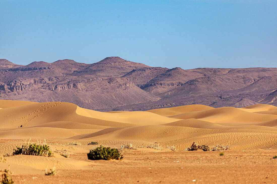  Morocco, Sahara desert, dune landscape in front of mountains 