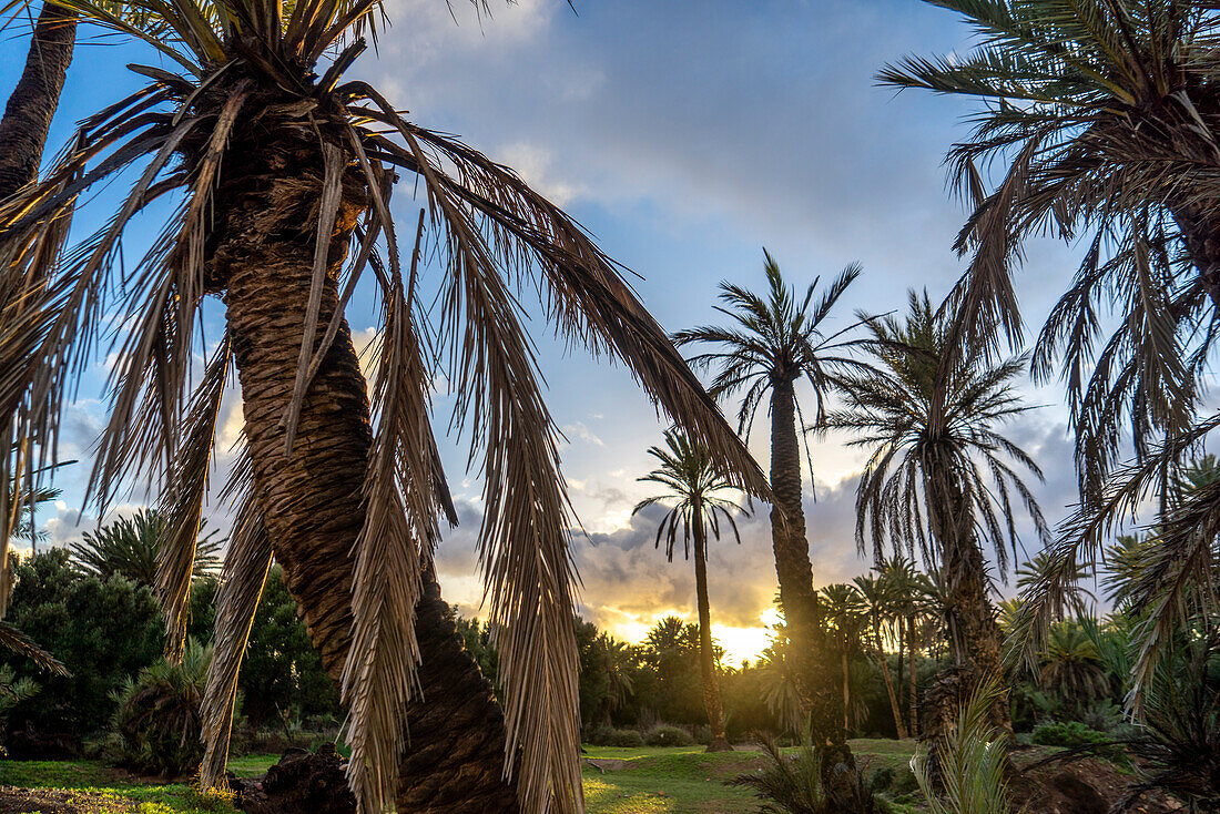  Morocco, date palms in the evening light 