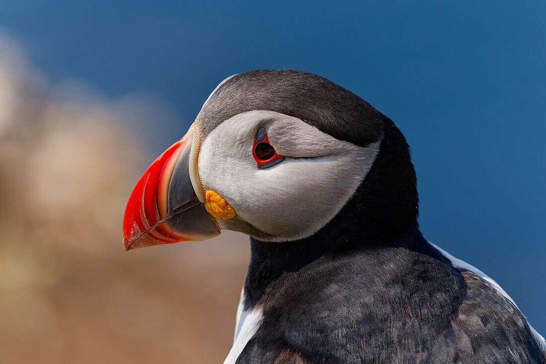  Great Britain, Scotland, Hebrides, Lunga Island, Puffin 