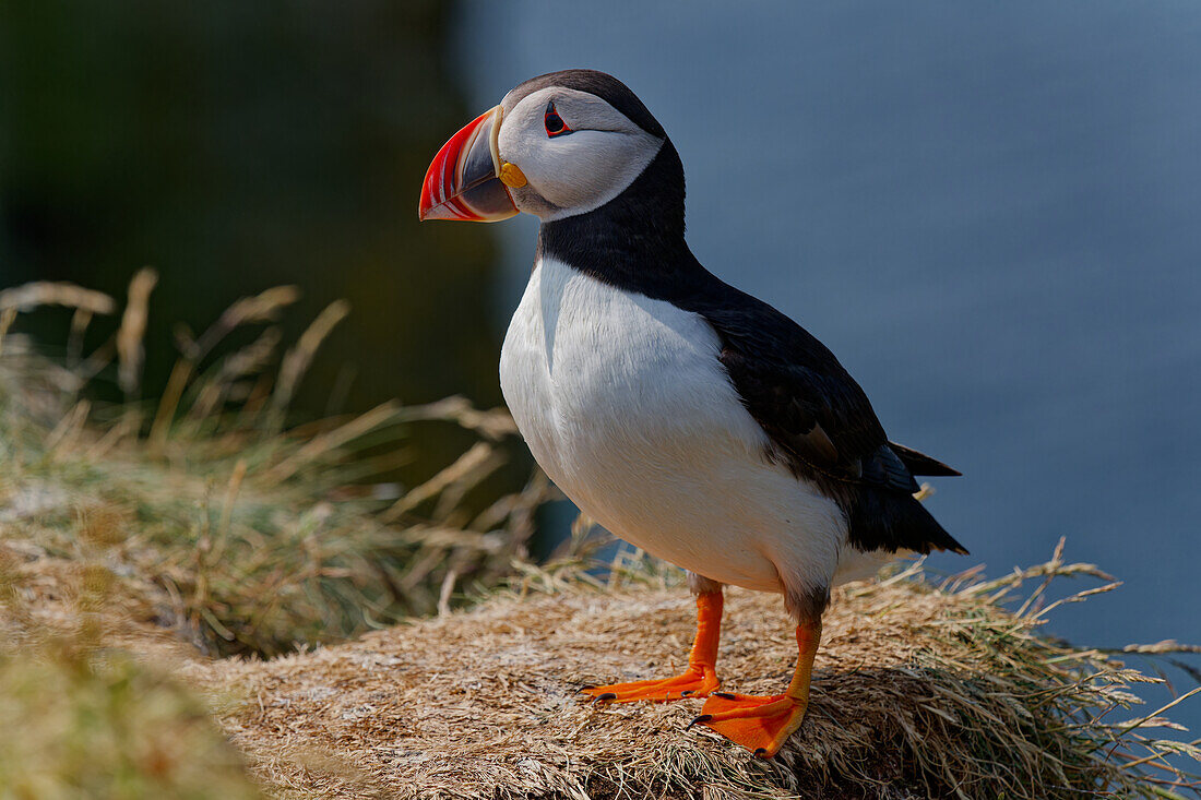  Great Britain, Scotland, Hebrides, Lunga Island, Puffin 