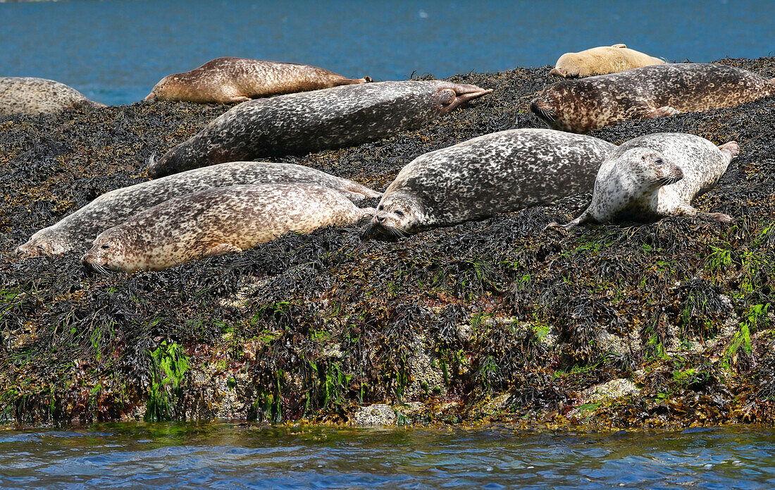  Great Britain, Scotland, Isle of Skye, Elgol, boat trip to Loch Coruisk, gray seals 